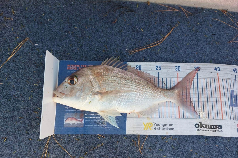 Kevin Bustard caught this 33.0cm Snapper at Tauranga  during The Export NZ Fishing Competition