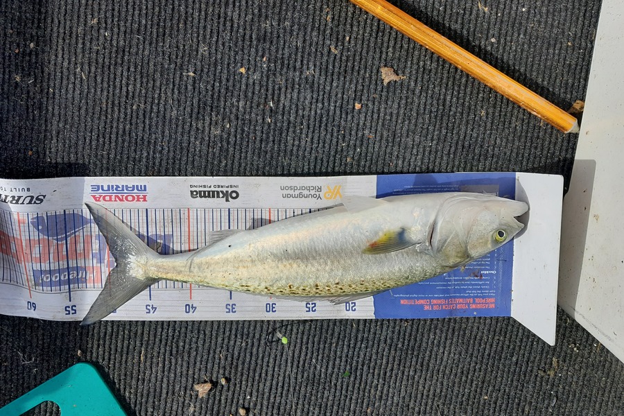 Aaron Motutere  caught this 49.0cm Kahawai at Tauranga  during The Export NZ Fishing Competition