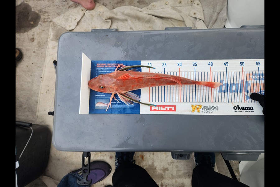 Reuben Gray caught this 41.0cm Gurnard at Whanganui  during The Export NZ Fishing Competition