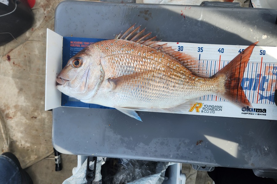 Jack Gray caught this 45.5cm Snapper at Whanganui  during The Export NZ Fishing Competition