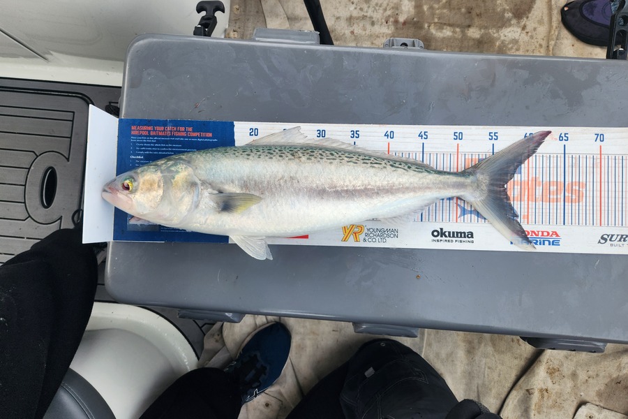 Jack Gray caught this 56.5cm Kahawai at Whanganui  during The Export NZ Fishing Competition