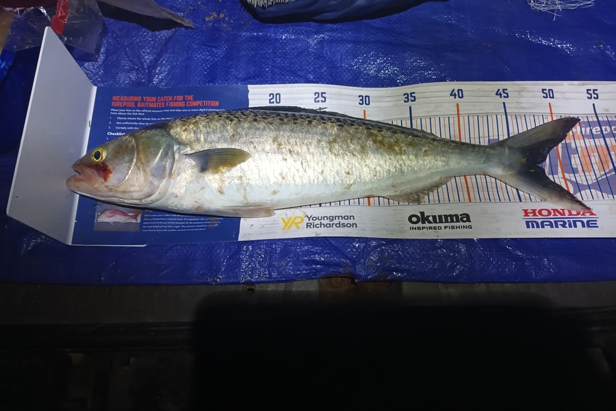 Tom Adams caught this 47.5cm Kahawai at Westcoast 90 mile beach during The Export NZ Fishing Competition
