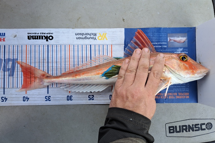 Harry Kovacs caught this 40.5cm Gurnard at Wellington Harbour during The Export NZ Fishing Competition