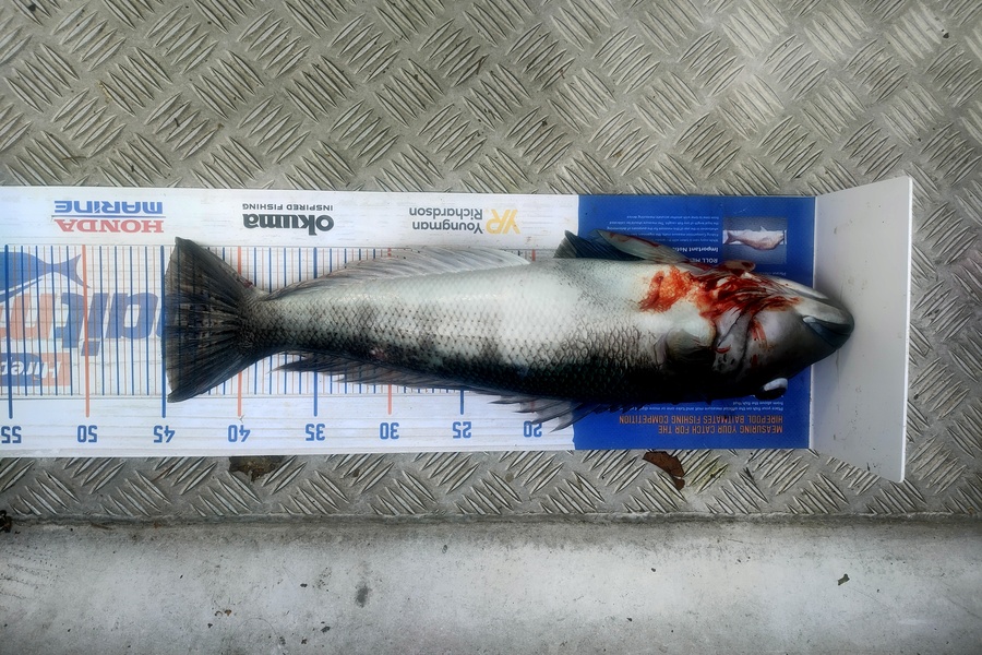 Andrew Seloti caught this 45.0cm Blue Cod at Mana Wellington  during The Export NZ Fishing Competition