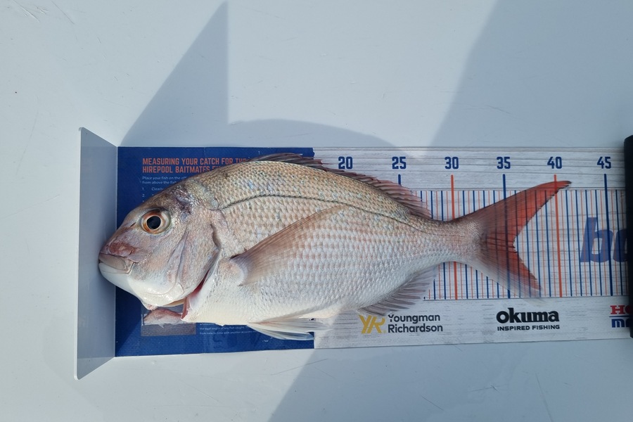 Tim Spiller caught this 35.5cm Snapper at Otaki during The Export NZ Fishing Competition