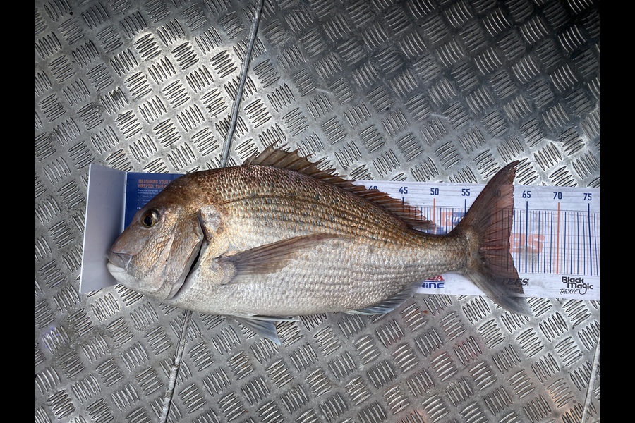 Jason Anderson caught this 62.0cm Snapper at Marlborough Sounds during The Export NZ Fishing Competition
