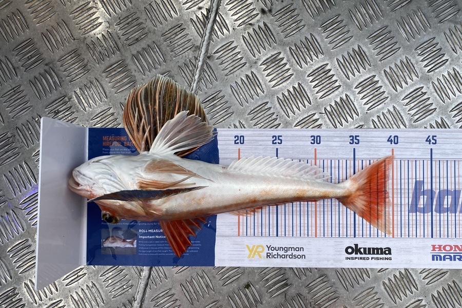 Jason Anderson caught this 39.5cm Gurnard at Marlborough Sounds during The Export NZ Fishing Competition