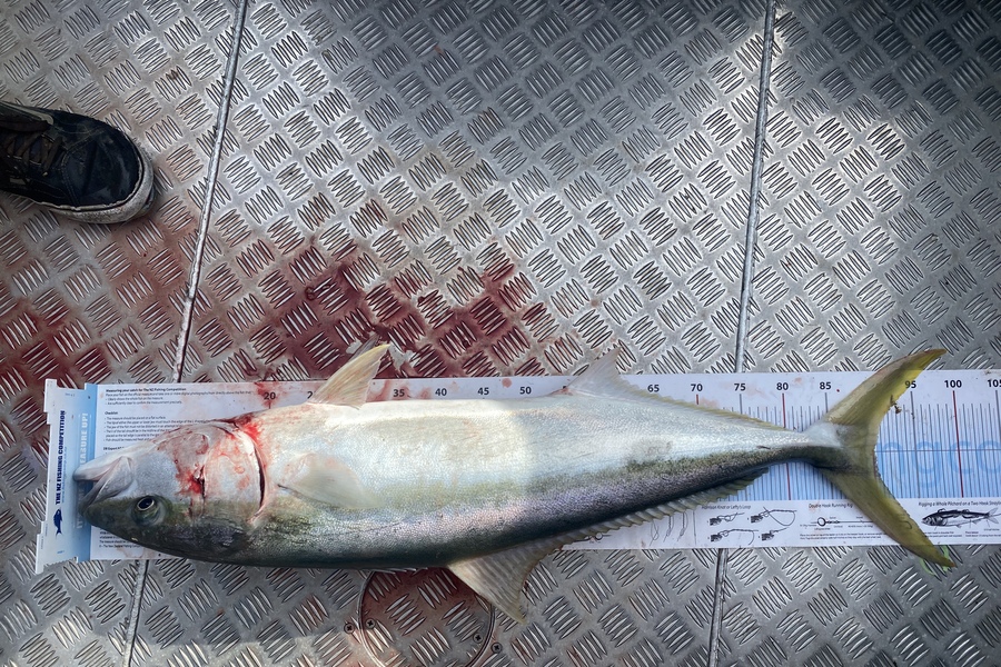 Jason Anderson caught this 90.0cm Kingfish at Marlborough Sounds during The Export NZ Fishing Competition
