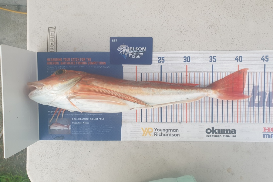 Gareth  Nicholson  caught this 41.0cm Gurnard at Tasman Bay during The Export NZ Fishing Competition