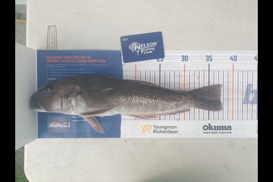Gareth  Nicholson  caught this 37.5cm Blue Cod at Tasman Bay during The Export NZ Fishing Competition