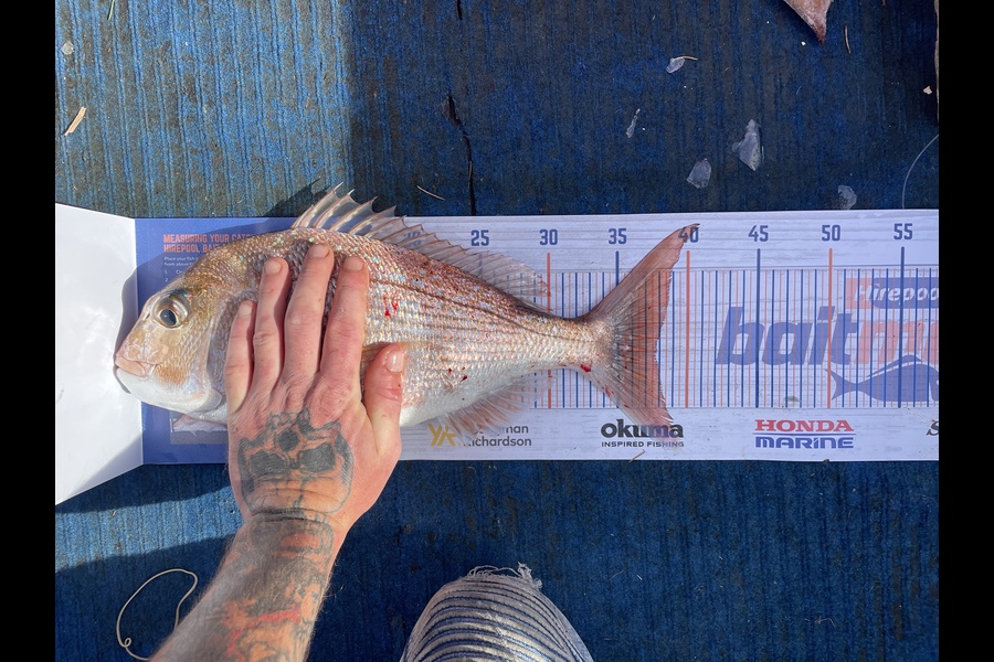Morgan Campbell caught this 37.5cm Snapper at Thames during The Export NZ Fishing Competition