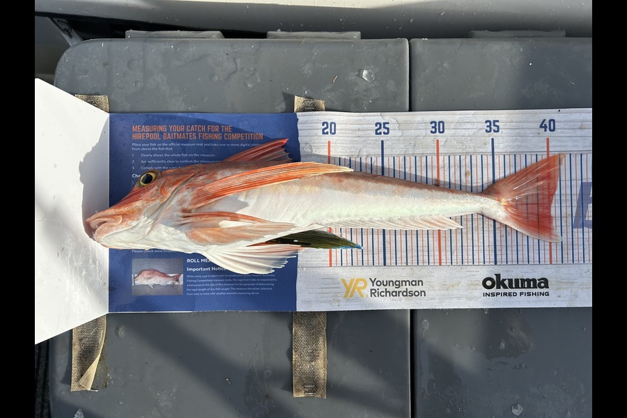 Tate Nicholson caught this 40.0cm Gurnard at Wellington during The Export NZ Fishing Competition