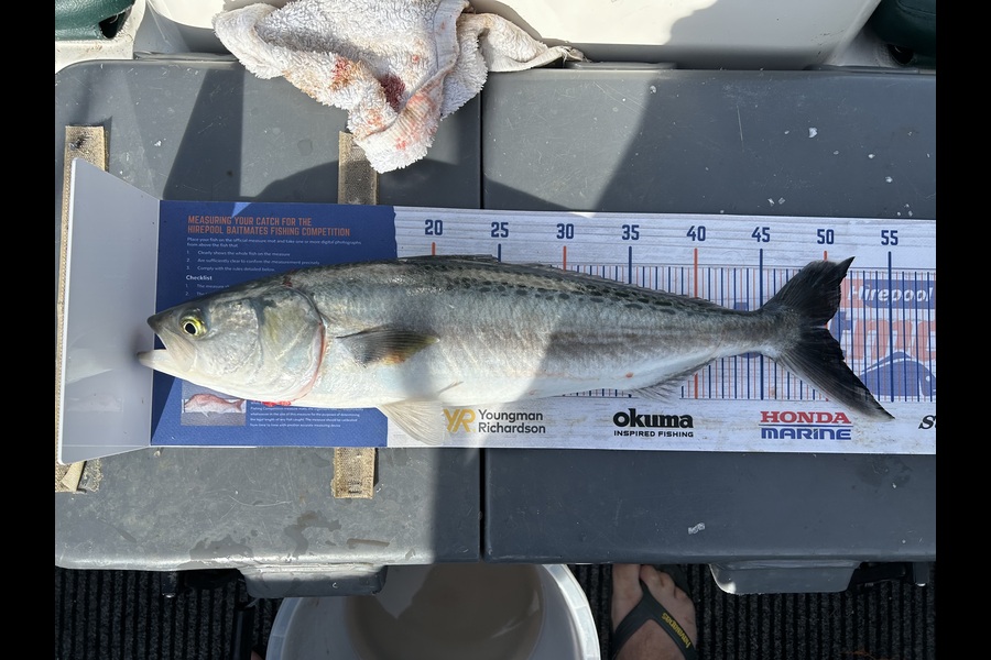 Tate Nicholson caught this 49.5cm Kahawai at Wellington during The Export NZ Fishing Competition