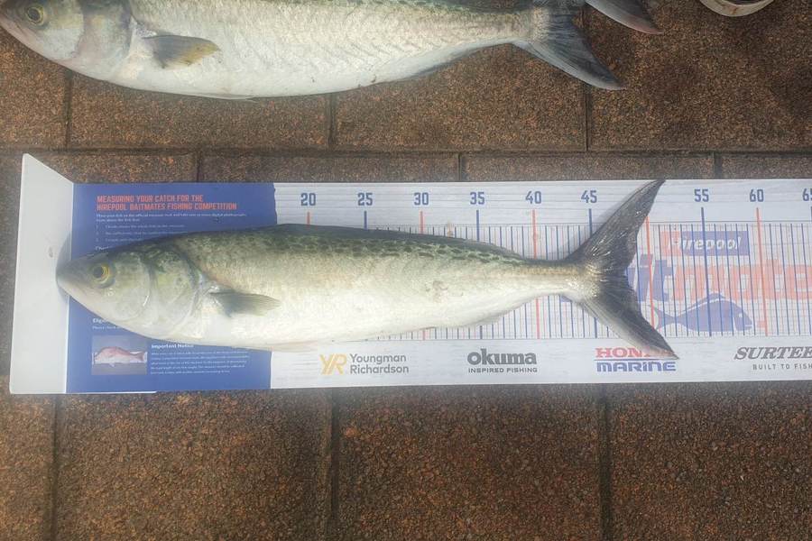 Tahi Woolley caught this 47.5cm Kahawai at Kawhia Whalf during The Export NZ Fishing Competition