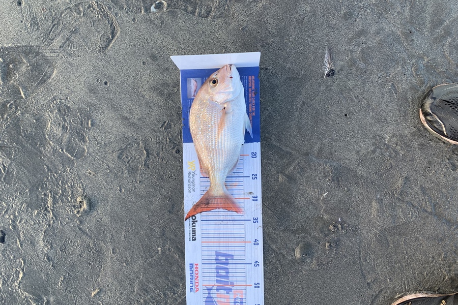 Dwayne Joy caught this 32.0cm Snapper at Kapiti  during The Export NZ Fishing Competition