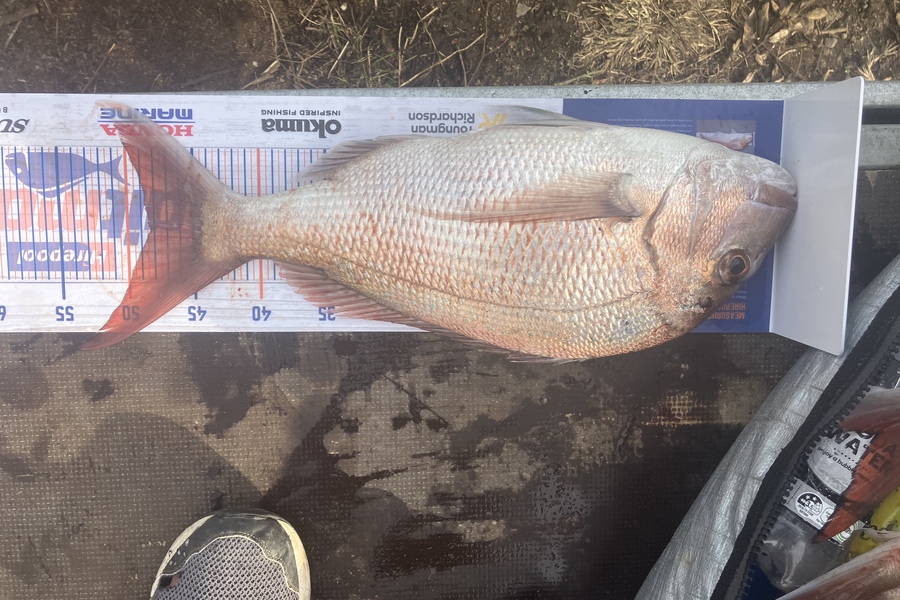 Charles Dinnis caught this 48cm Snapper at Taranaki during The Export NZ Fishing Competition