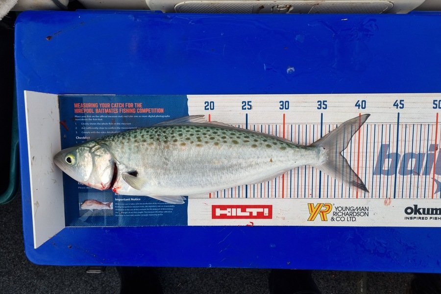 Bronwyn Langham caught this 37.5cm Kahawai at Tasman Bay during The Export NZ Fishing Competition