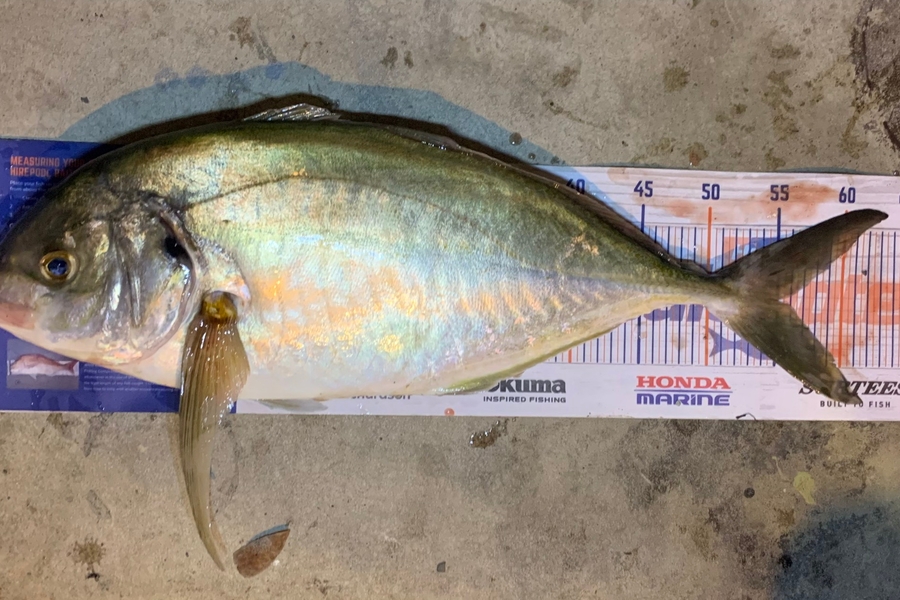 Nick Bridgeman caught this 55.0cm Trevally at Delaware Bay during The Export NZ Fishing Competition