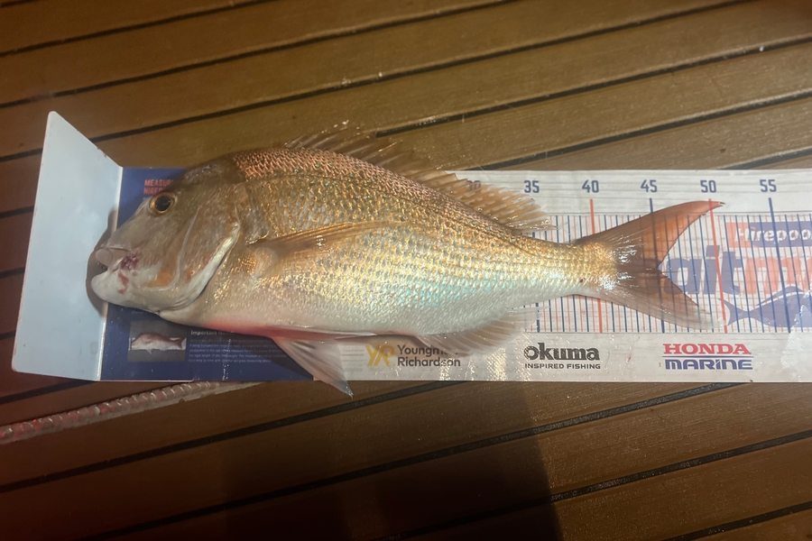 Ethan Palmer caught this 45.0cm Snapper at Bowentown harbour during The Export NZ Fishing Competition