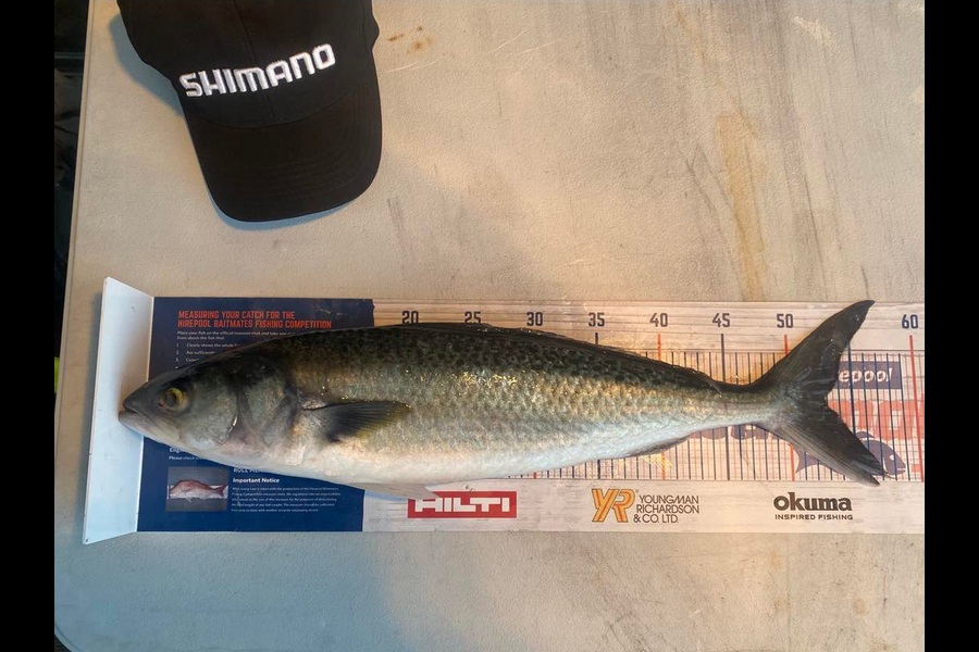 Samuel Georges caught this 52.5cm Kahawai at Mana during The Export NZ Fishing Competition