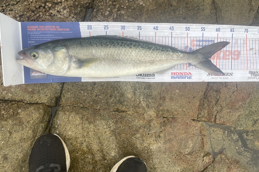 Jerrald Chong caught this 56.5cm Kahawai at Snapper rock coromandel  during The Export NZ Fishing Competition