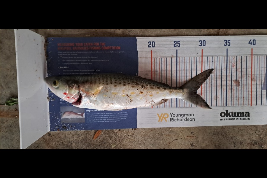 Aileen Corbett caught this 28.5cm Kahawai at Tanners point  during The Export NZ Fishing Competition