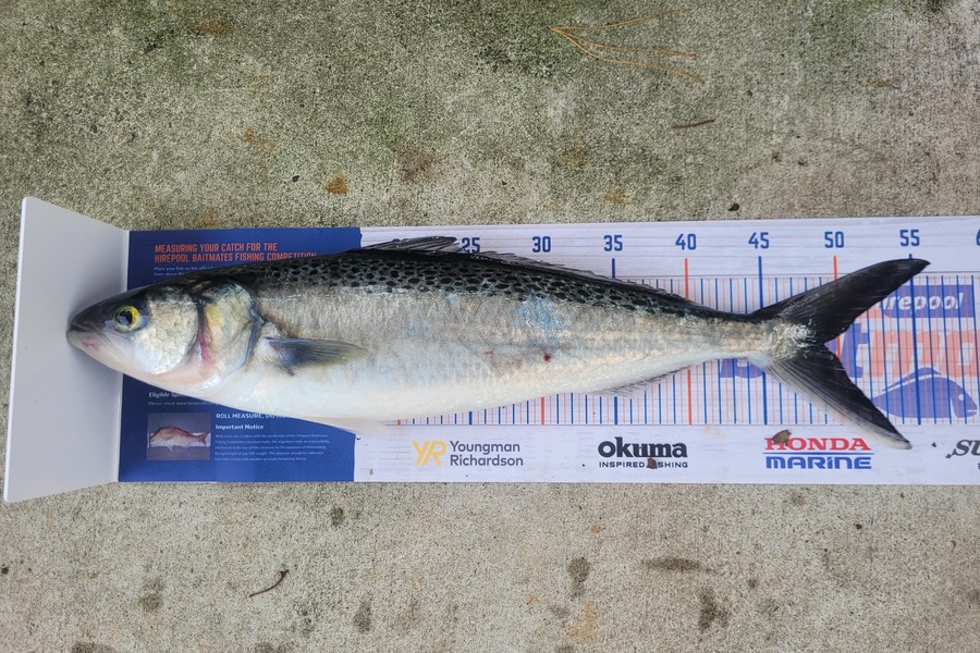 Stephen Ratcliffe caught this 49.0cm Kahawai at wanganui during The Export NZ Fishing Competition