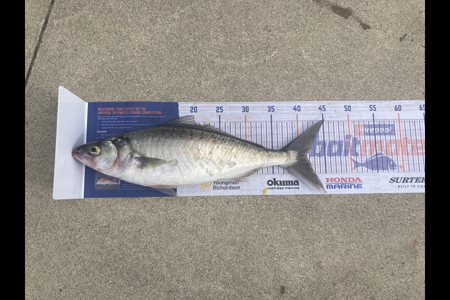 Josh Midgley caught this 41.5cm Trevally at Ohawe during The Export NZ Fishing Competition