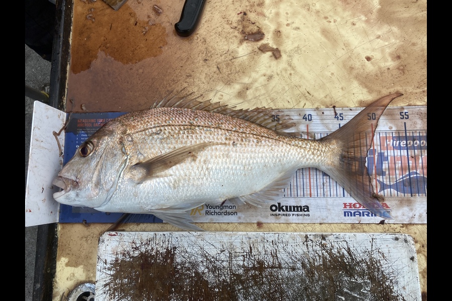 Simon Barry caught this 48.5cm Snapper at Mussel farms - coromandel  during The Export NZ Fishing Competition