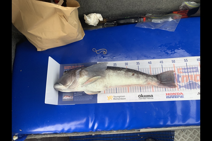 Mike Kapua caught this 49.0cm Blue Cod at Baring head during The Export NZ Fishing Competition