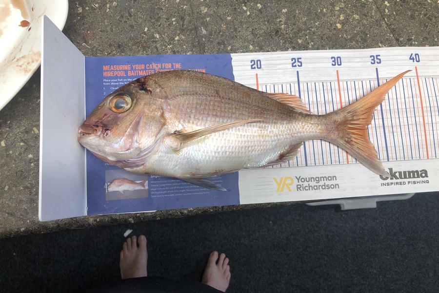Errol Johnson caught this 32.5cm Snapper at Ti Point during The Export NZ Fishing Competition
