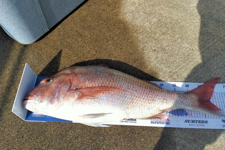 Shannon Birchfield caught this 67.5cm Snapper at D'urville island during The Export NZ Fishing Competition