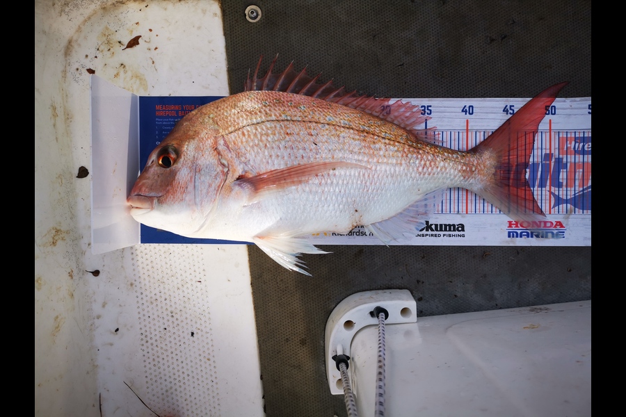 Luke Drumm caught this 47.0cm Snapper at Pukerua Bay during The Export NZ Fishing Competition