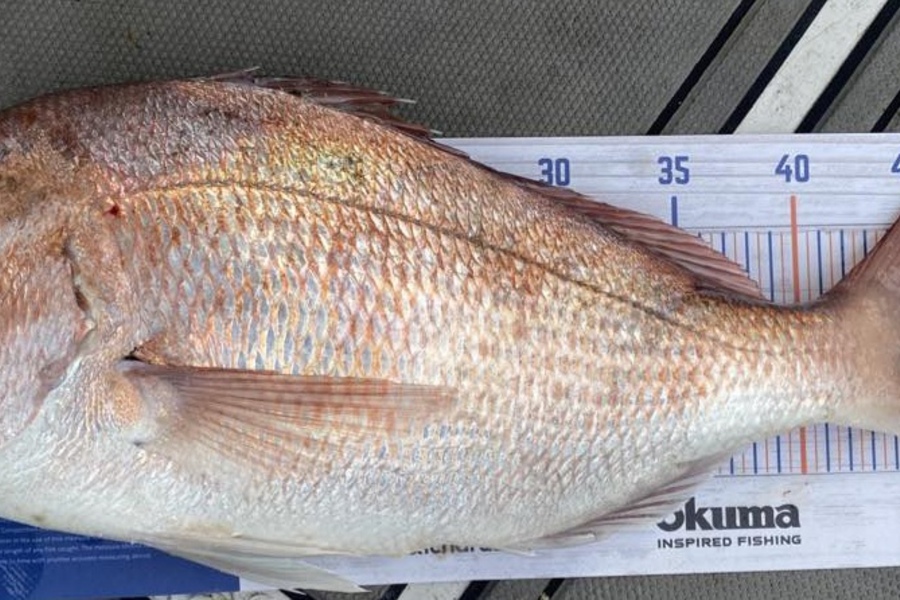 Nikki Farley caught this 48.0cm Snapper at Mimi during The Export NZ Fishing Competition