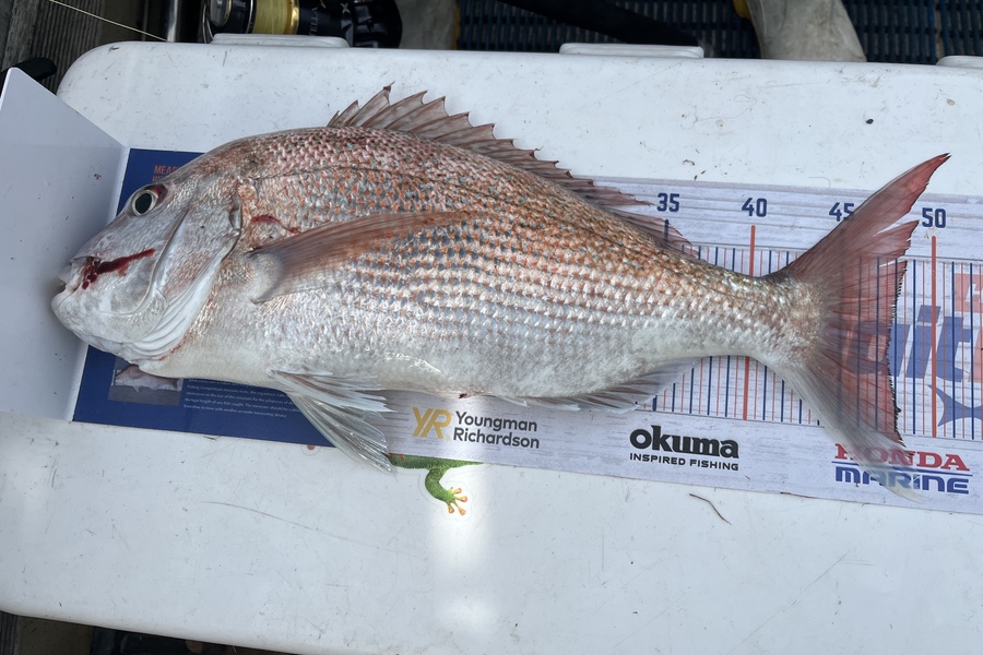 Vanessa Lovett caught this 47.0cm Snapper at Napier during The Export NZ Fishing Competition