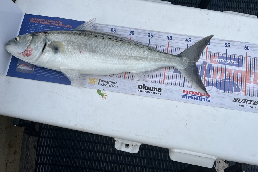 Vanessa Lovett caught this 47.5cm Kahawai at Napier  during The Export NZ Fishing Competition