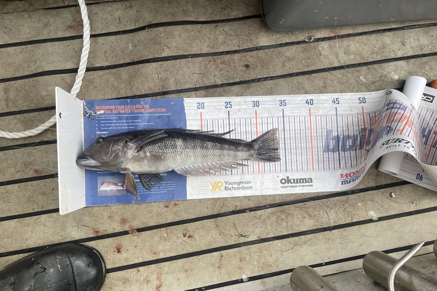 Sam Julian caught this 34.0cm Blue Cod at Makara during The Export NZ Fishing Competition