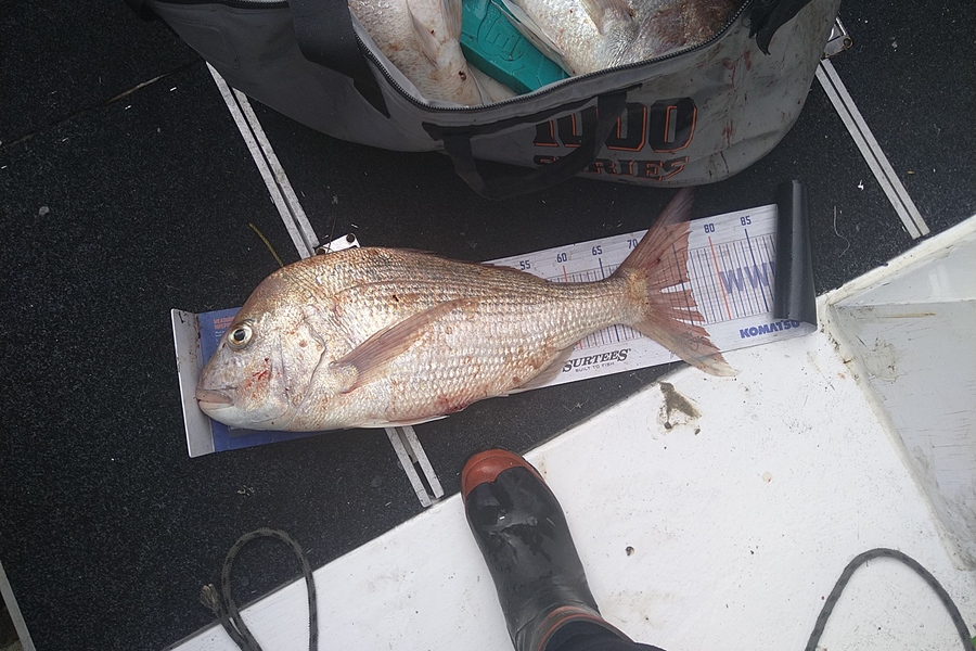 Heath Robinson caught this 76.0cm Snapper at Patea  during The Export NZ Fishing Competition