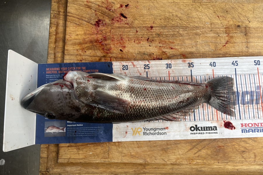 Henk Du Toit caught this 44.0cm Blue Cod at Wellington south coast  during The Export NZ Fishing Competition