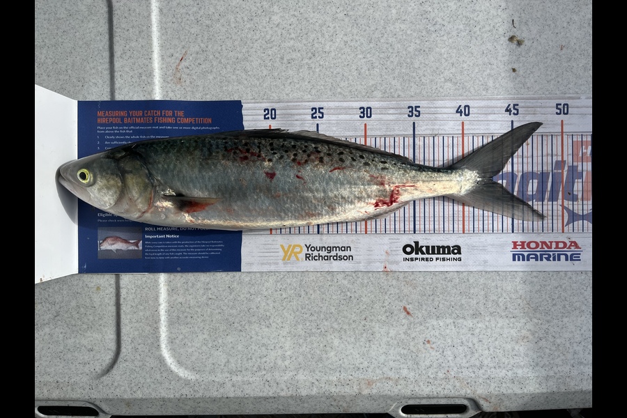 Kirby Maxwell caught this 43.0cm Kahawai at Waitemata harbour during The Export NZ Fishing Competition