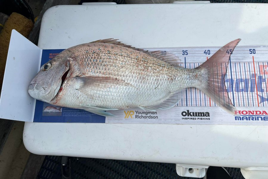 Juergen Boucher caught this 43.5cm Snapper at Hawkes bay  during The Export NZ Fishing Competition