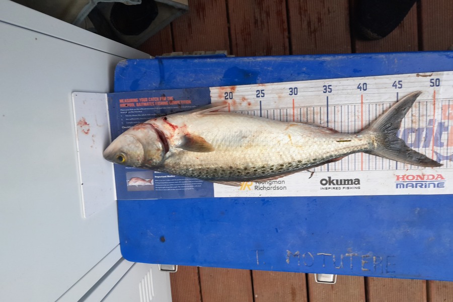 Aaron Motutere  caught this 44.5cm Kahawai at Tauranga  during The Export NZ Fishing Competition