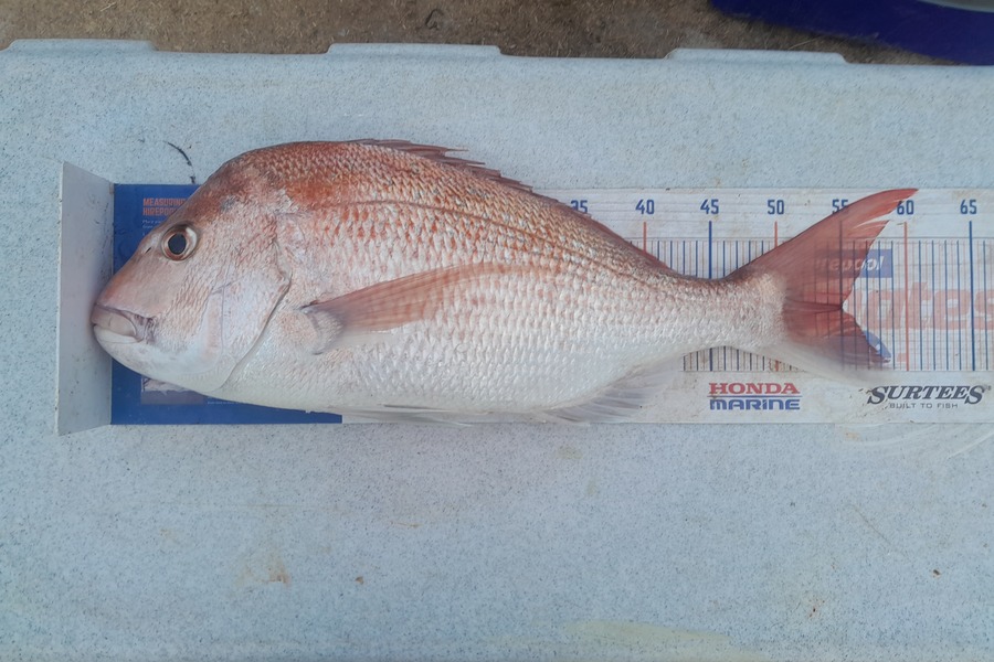 Nigel Sylva caught this 55cm Snapper at Kapiti during The Export NZ Fishing Competition