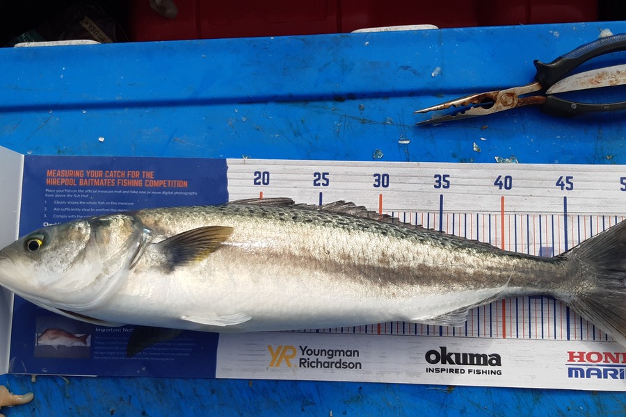 Dan Musson caught this 49.0cm Kahawai at Welly sth coast  during The Export NZ Fishing Competition