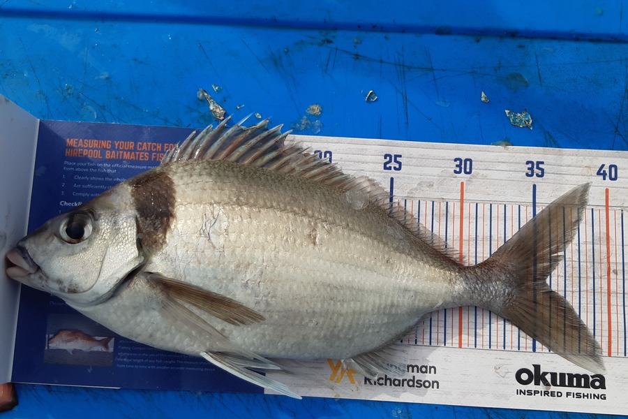 Dan Musson caught this 35.5cm Tarakihi at Welly sth coast  during The Export NZ Fishing Competition