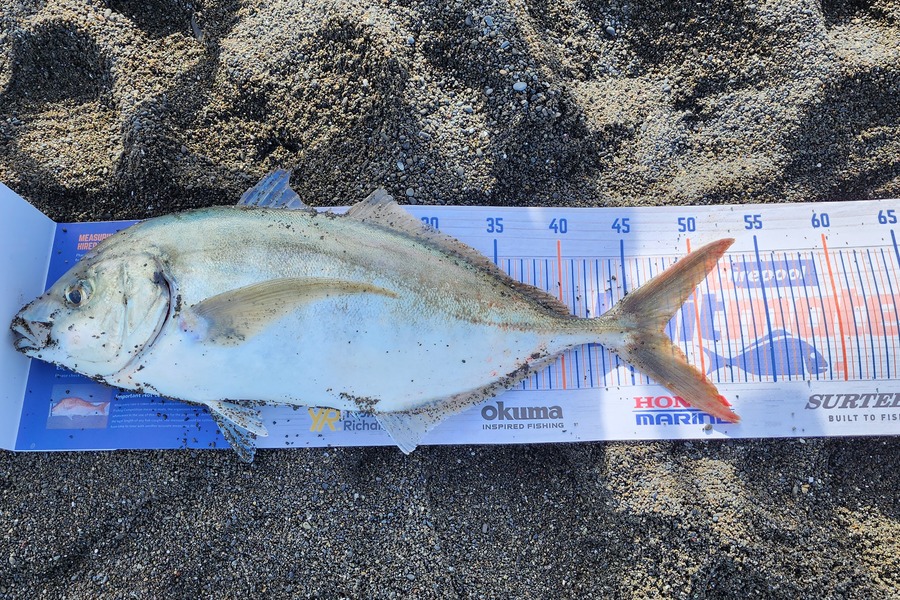 Cindy De Giorgis caught this 47.5cm Trevally at Lake Ferry wairarapa  during The Export NZ Fishing Competition