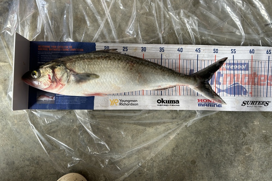 Pat Paese caught this 47.5cm Kahawai at Kapiti during The Export NZ Fishing Competition