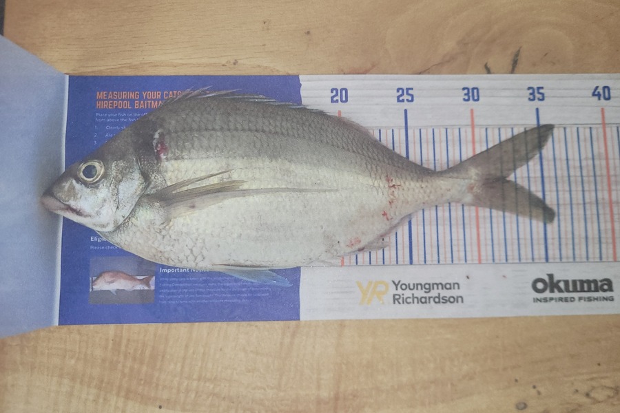 Mark Pilcher caught this 32.0cm Tarakihi at Moutouna Beach  during The Export NZ Fishing Competition