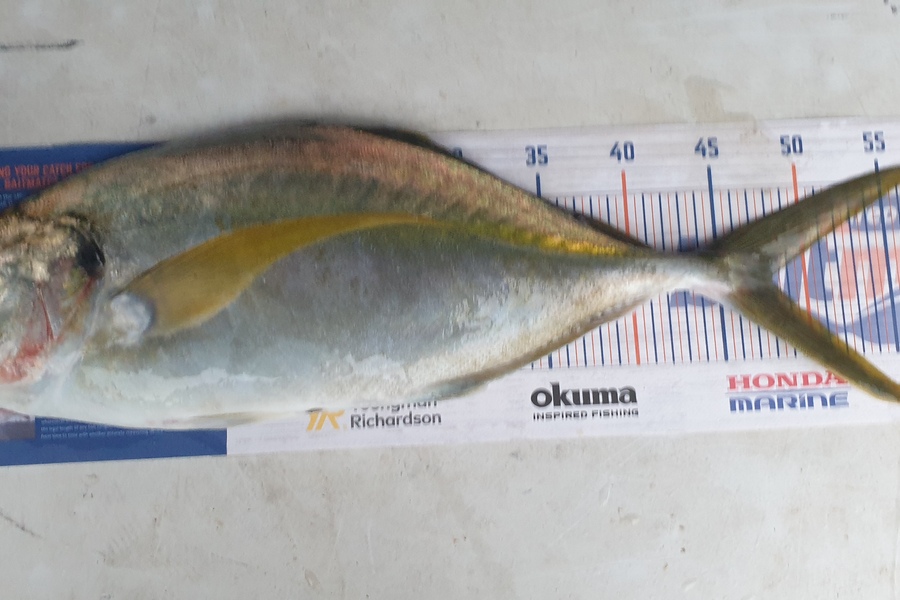 Steven Beckett caught this 48.0cm Trevally at 90mile during The Export NZ Fishing Competition