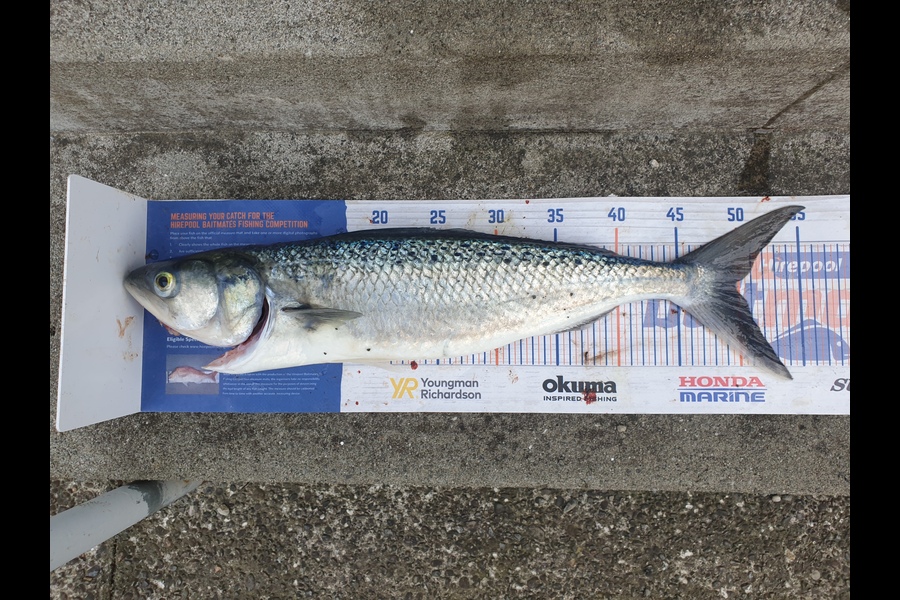 Hohepa Delamere caught this 49.5cm Kahawai at Whangamoana Beach, Wairarapa  during The Export NZ Fishing Competition
